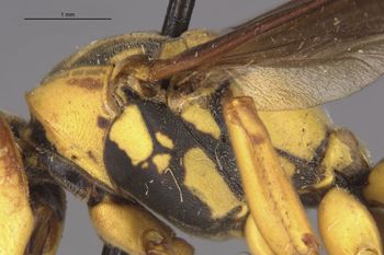 Media type: image;   Entomology 33159 Aspect: thorax lateral